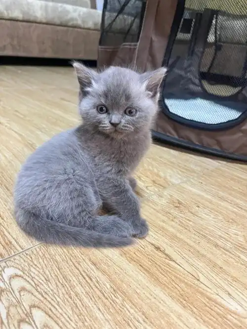 蓝猫宝宝找新家