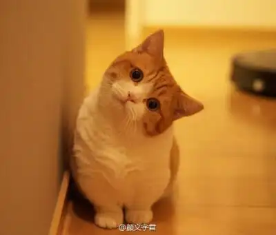 歪头的猫头鹰