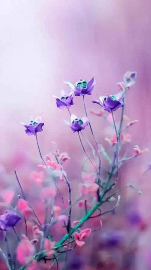 梦幻紫色花朵花瓣