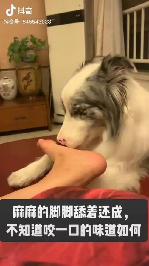 边牧狗子是因为脚丫子臭才舔的呢还是香才舔的啊