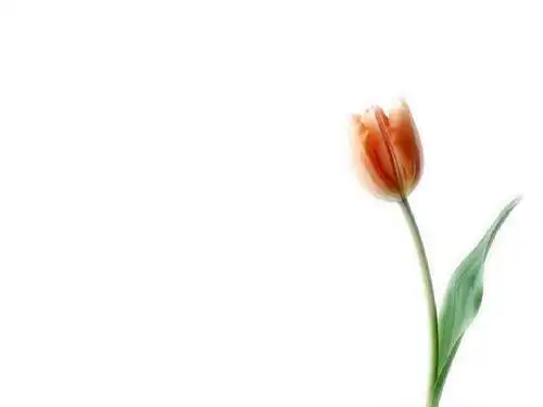 清新简洁ppt模板