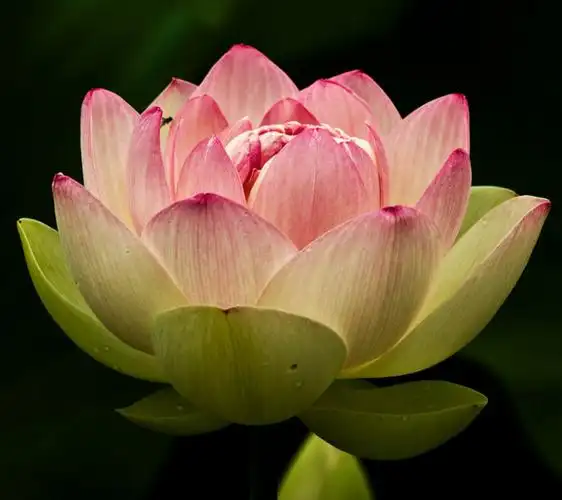 微距鲜花荷花灬铃兰灬采集