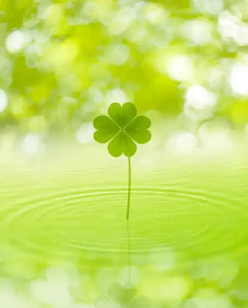 正面,自由,数码,科技,水,一片,绿色背景,阴影,网络,液体,水滴,四叶草