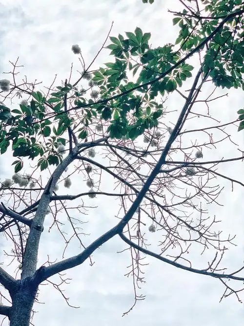 异木棉的花絮太可爱了