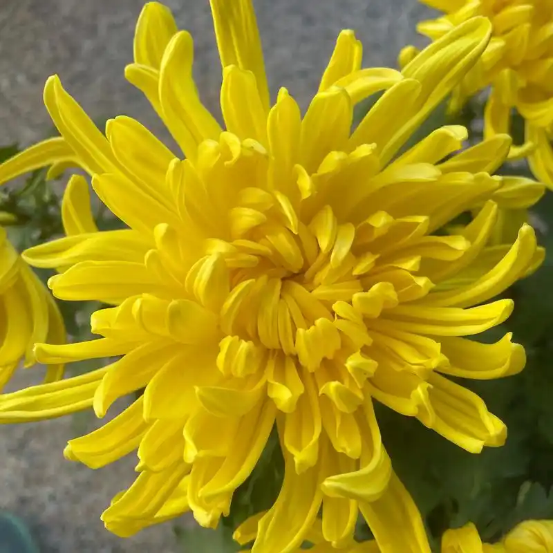 这盆菊花真的太好养啦!我是植物小白,但是它还是茁壮成长,开出 - 抖音