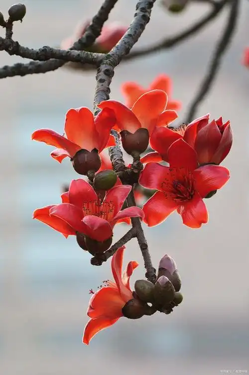 英雄花开赞英雄,人间盛开木棉花