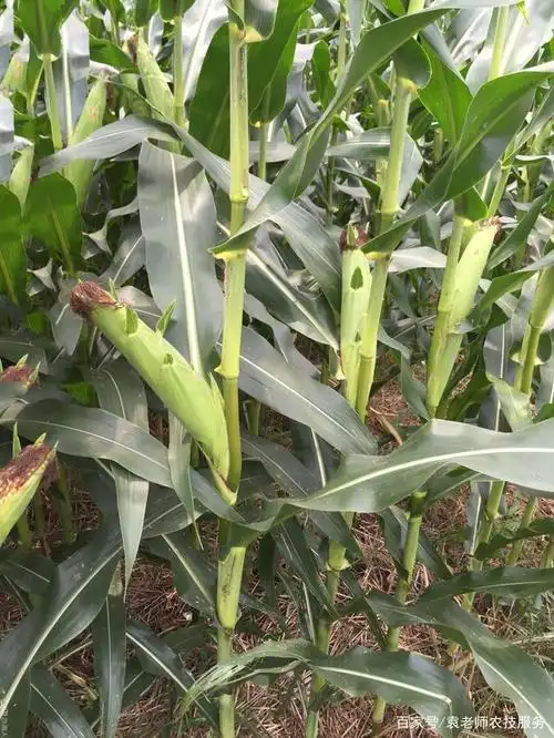 这个矮杆大穗型玉米新品种,能在我国90%以上的省份种植