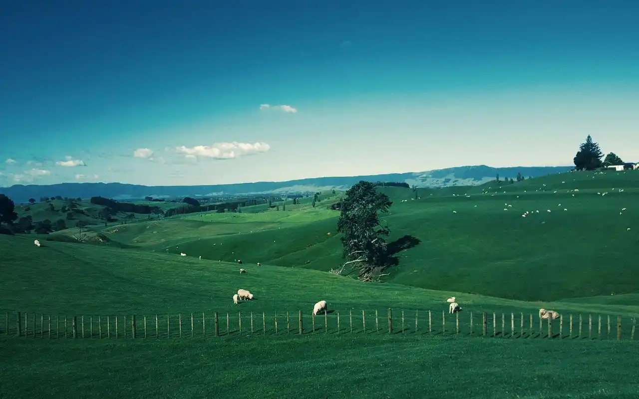 风景壁纸,绿色,唯美,护眼,高清,草原,自然风光,壁纸,1920x1200