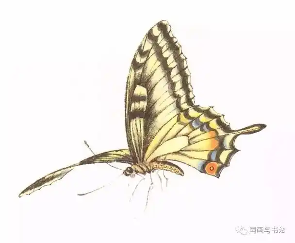 蝴蝶的工笔及写意画法-搜狐
