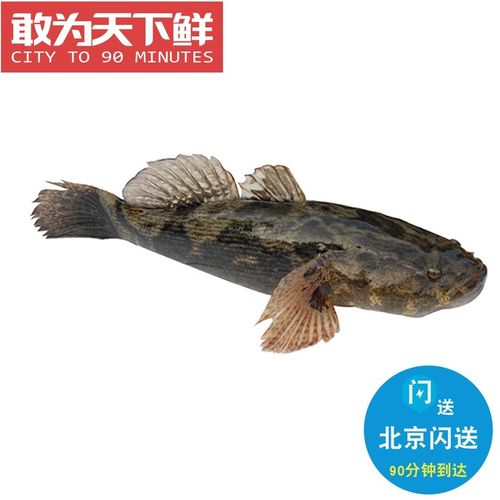 笋壳鱼-特价促销-优惠券领取-价格|多少钱|什么牌子好-35优惠券网站