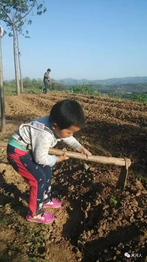 一个80后河南农村人收蜀黍(玉米)的感想