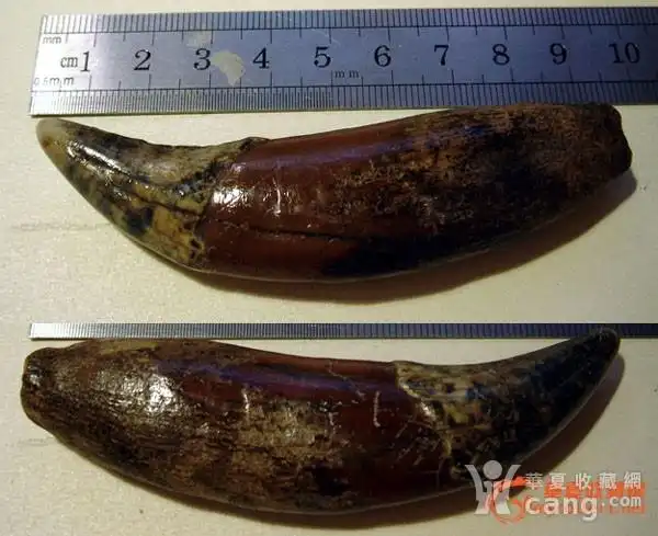 老熊牙一颗,长90mm,全品包老,辟邪神物