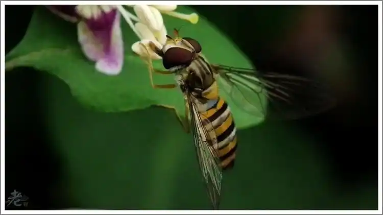 害虫天敌食蚜蝇