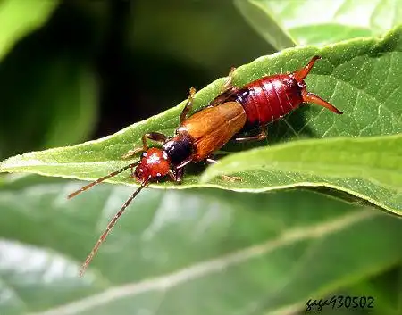 红头.尾部有个尖什么虫子