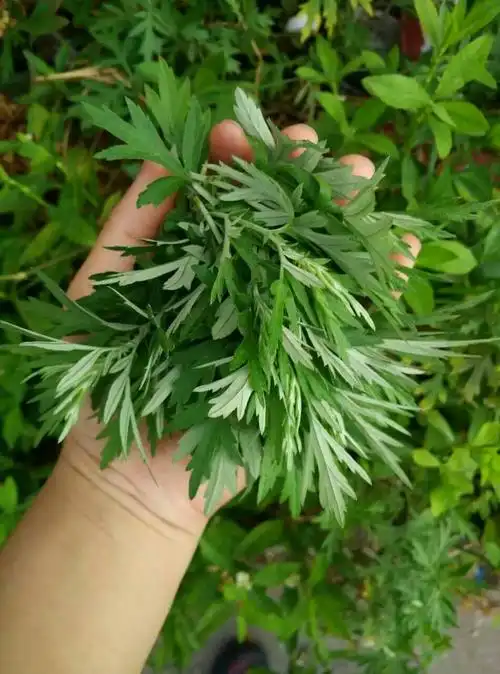 艾草图片(艾草图片高清图片大全)