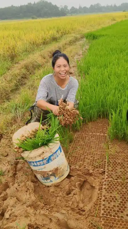 你们夏天在游玩,农村人夏天在农忙