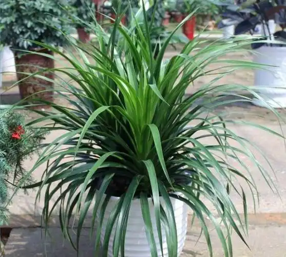 叶子带臭味的龙须兰,为什么还那么多人将它养在室内呢?|龙|臭味|养护_