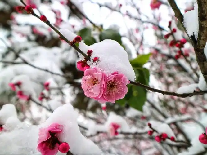 雪后梅花