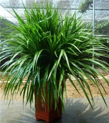 龙须兰和龙血树的区别_资讯_月季苗