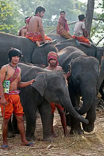 东南亚,泰国,苏林,省,大象,牧人