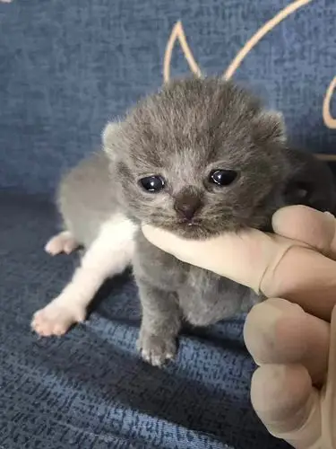 武汉刚出生英短蓝猫宝宝小偿领养