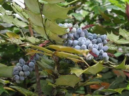 随文图片(木黄连)知识普及 木黄连为小檗科植物北江十大功劳的根及茎.