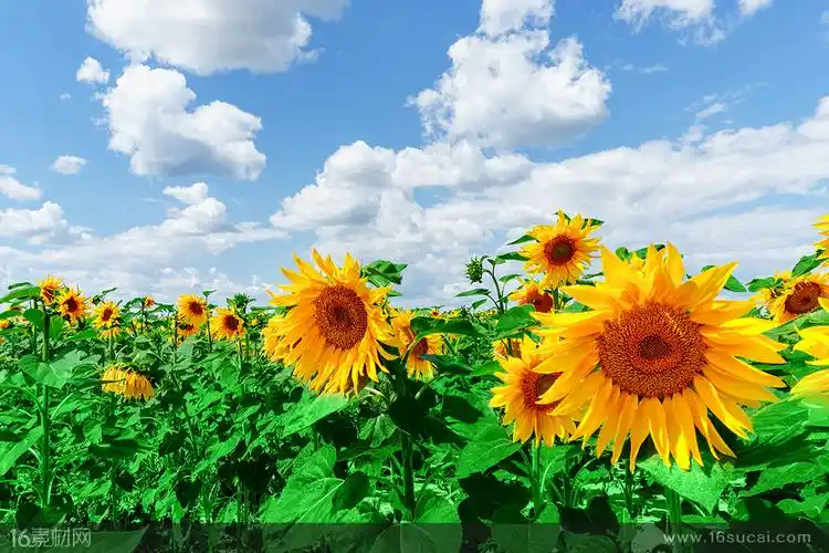 蓝天白云向日葵葵园花朵绿叶植物农作物种植园花卉美丽大自然风景美景