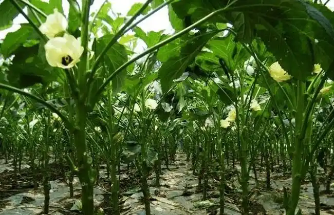 秋葵的施肥方法 - 蔬菜种植 - 黔农网