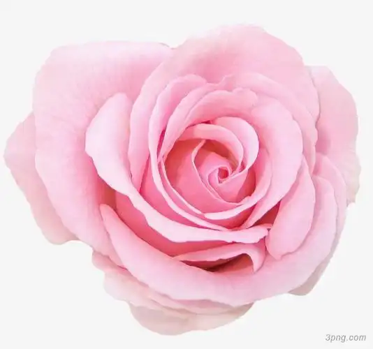 粉色玫瑰花png素材透明免抠图片-动植人物