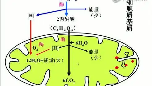 必修1第5章知识点《有氧呼吸的三个阶段》微课