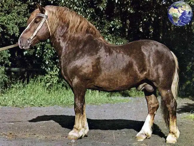 苏联重型马除了体型大之外,还具有性格温驯,耐粗饲的特征.
