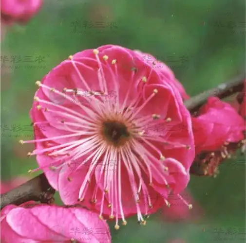 浙江千瓣朱砂梅