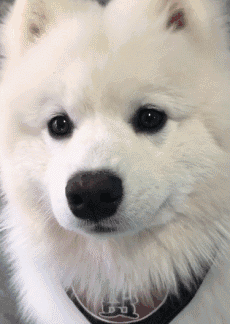 小动物猫猫狗狗治愈系可爱动图gif