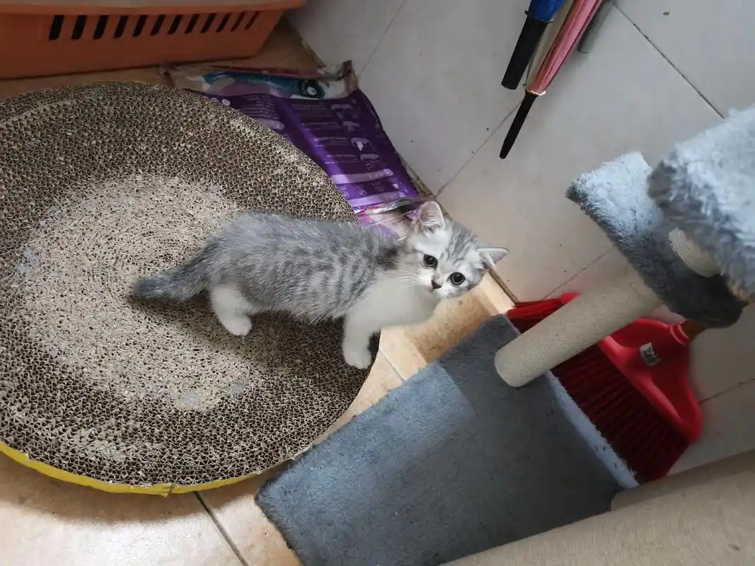 英短蓝白美短优惠卖.大优惠大优惠!美短两个月公,四百找新家! - 抖音