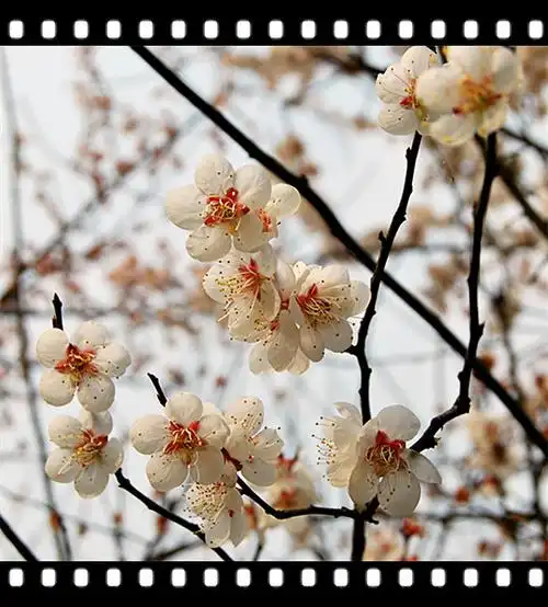 百节乌梅花盛开