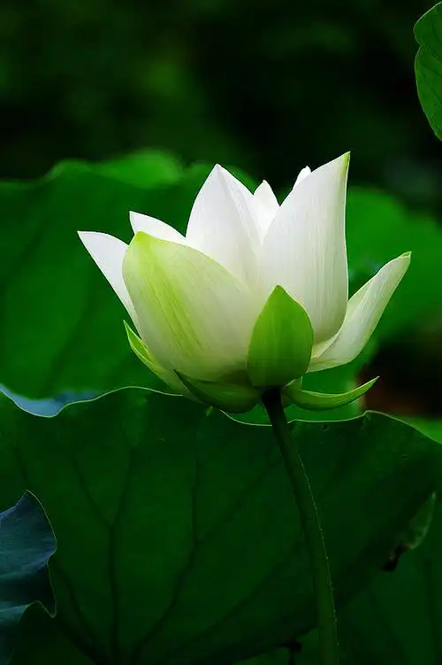 首发简并深情着