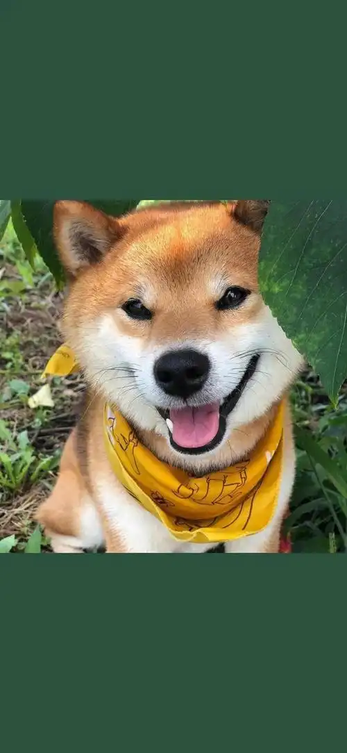 狗狗图片大全大图,茶杯犬图片(茶杯犬图片)