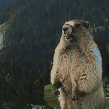 老流氓(土拨鼠呐喊 gif 动图)_动图_gif_土拨鼠_流氓_呐喊表情