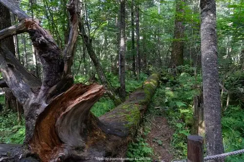 长白山地下森林