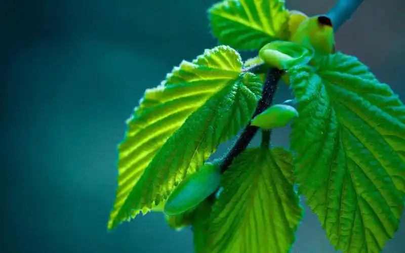 小清新养眼植物图片高清壁纸