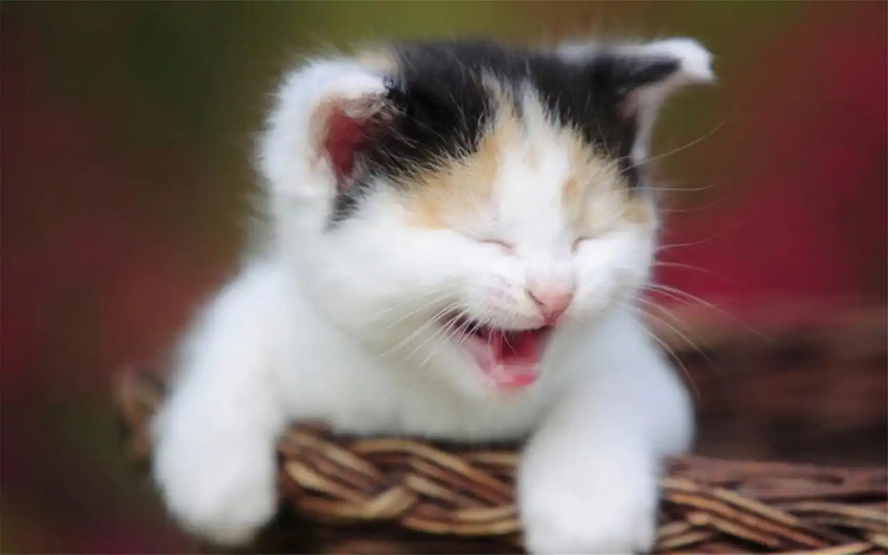 超萌可爱治愈系猫咪趣味搞怪高清桌面壁纸(一)