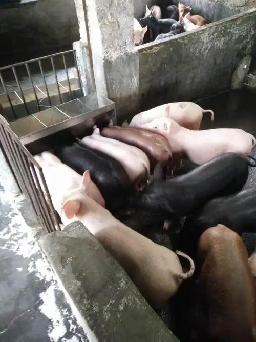 广东阳春市出售2000头三杂猪苗