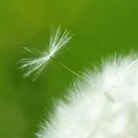 蒲公英头像图片 唯美意境蒲公英飞舞头像图片_微信头像图片大全