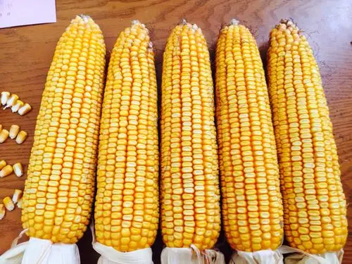 红轴大穗型玉米新品种---中江玉99