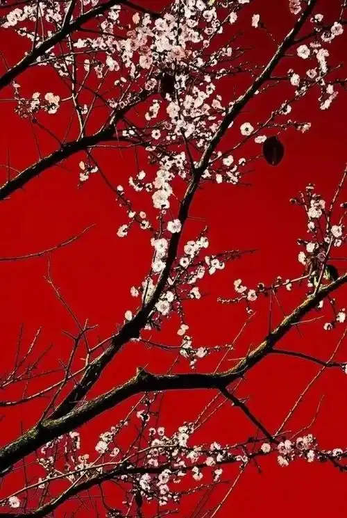 一抹中国红,彰显中国美!