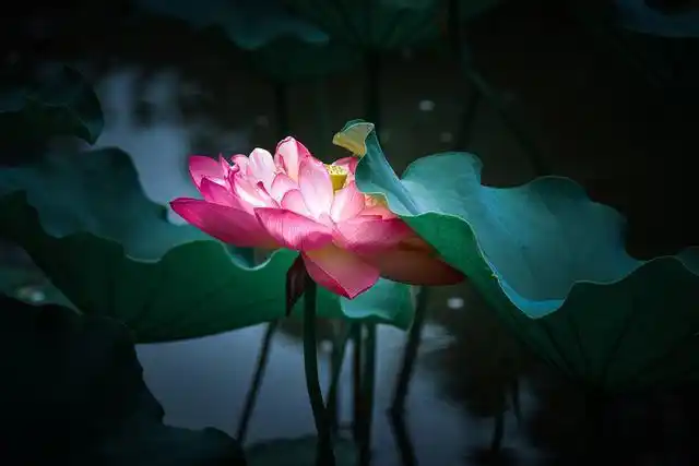 又到荷花季,没有长焦镜头,如何才能拍出有意境的荷花照片呢?_网易订阅