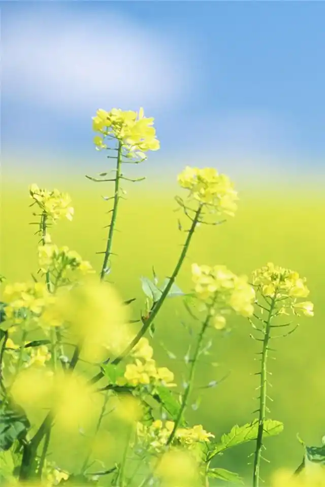 绿色护眼的清新植物花卉iphone手机壁纸高清下载640_960竖版 竖屏手机