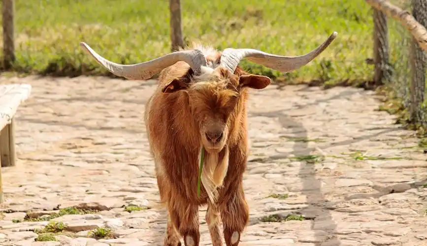 圈养的山羊图片1920x1080分辨率查看