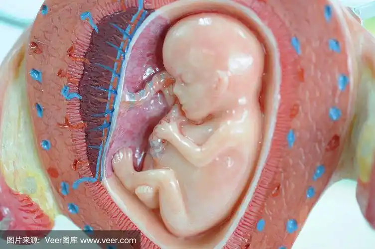 婴儿,胎盘,子宫颈,胚胎,胎儿