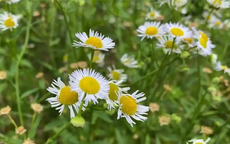 【孤舟幽梦】野花 小飞蓬